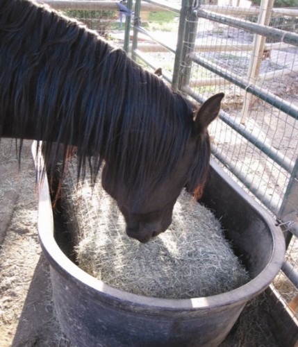 Freedom Feeder Slow Feeder Hay Nets