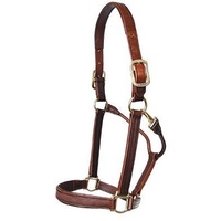 Walsh Stallion Halter