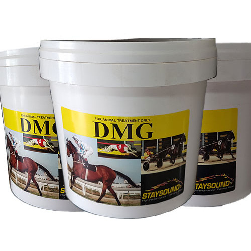 Staysound DMG