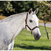 Horse Gear