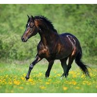 Horse Supplies