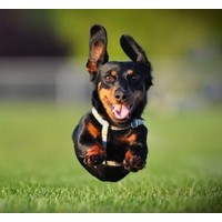 Pet Supplies